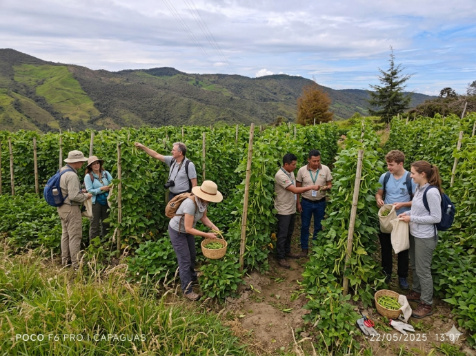 AgroExperiencia por cultivos de Frijol o Aguacate, Incluye:  desayuno, Almuerzo, plato tipico bandeja Paisa, refrigerio e hidratación, Transporte y Póliza. Aforo desde 5 personas. Aplican términos y condiciones